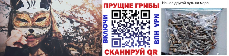 продажа наркотиков  darknet телеграм  Галлюциногенные грибы прущие грибы  Бердск 